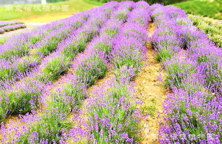 薰衣草——紫色花海的真相