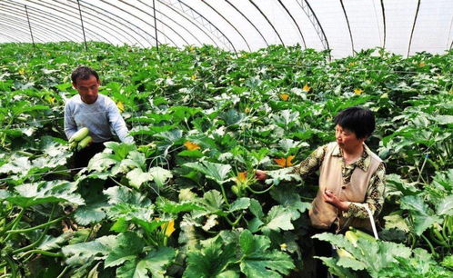 肥料这玩意儿， 也得挑着用