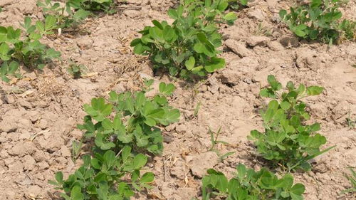 花生叶片黄化症解析