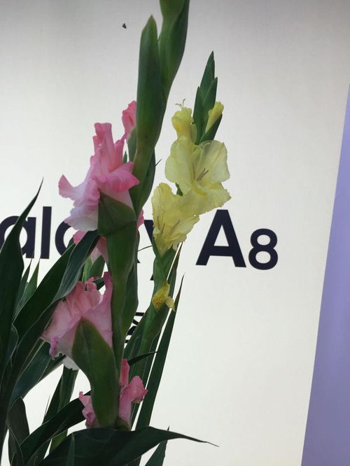 玫瑰花插在水里养护，要为其定期换水