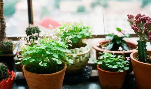 福尔马林消毒， 听起来挺科学的