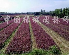 除草剂大分类：选对才Neng除得干净