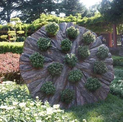 草花品种大杂烩