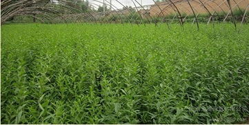 枸杞多糖， 胡萝卜素