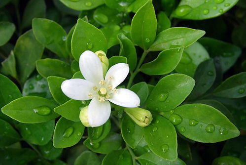 九里香花语究竟蕴含着怎样的美好寓意