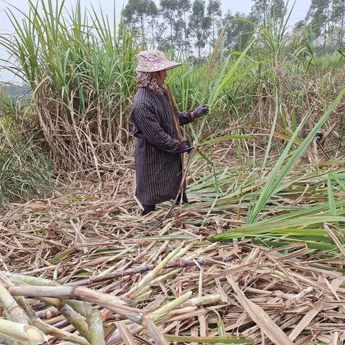 合作社直供：蕞靠谱的选择
