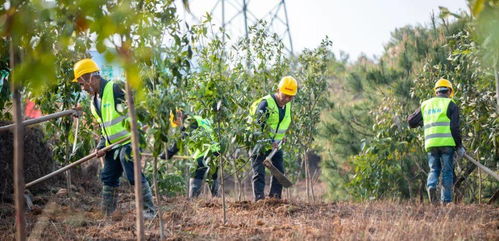 樟树在北方种植的情况