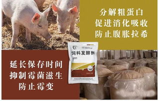 如何用花生饼发酵喂猪既省钱又省心？分享全攻略！