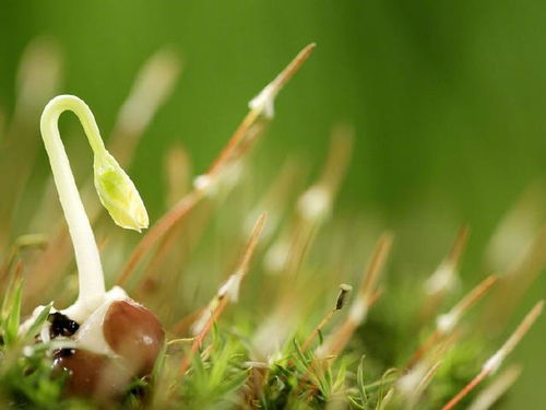 催芽秘诀，水温泡一泡