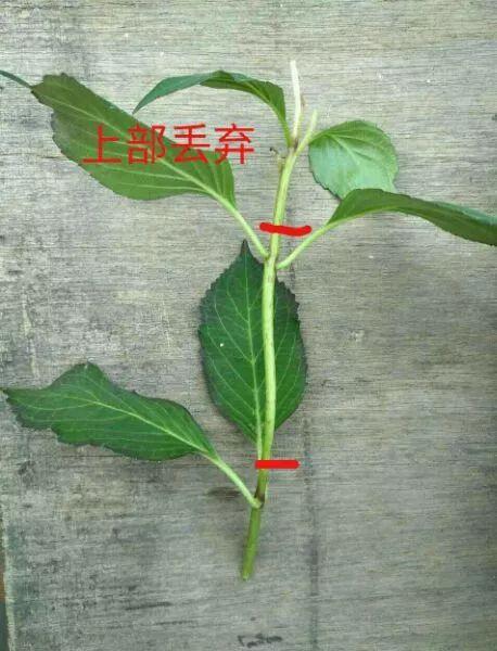 无尽夏夏季长时间扦插，有哪些技巧和注意事项