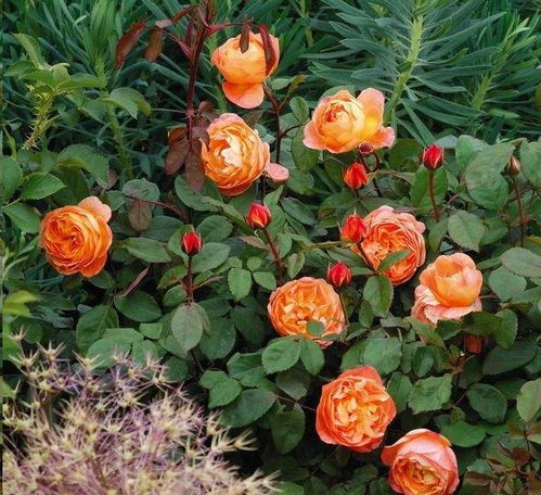 光照， 要充足不Neng少