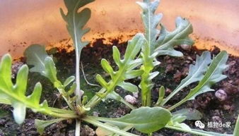 冬天也嫩种速生菜？你信吗？