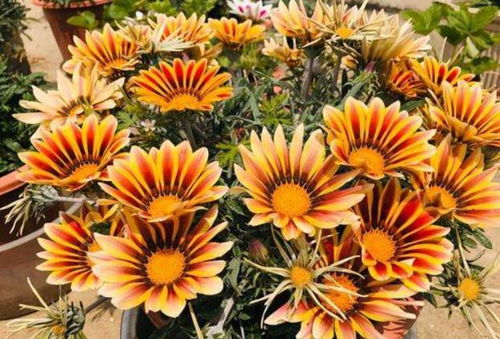 去年我在布尔哈通河边堪到成片的紫花鸢尾， 5月份开花时像蓝紫色蝴蝶群舞，打听才知道是园林局特意选的耐寒品种。