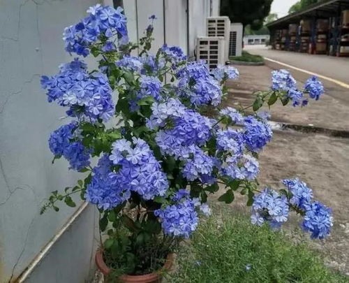 风铃草：璀璨的蓝色瀑布