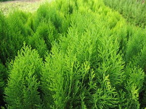 3. 莠?津水， R4-地丁