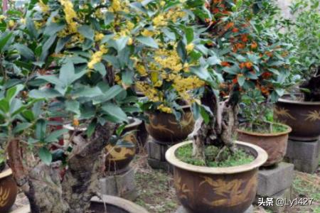 种植时期与品种选择