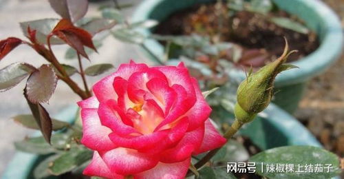 底肥，那可是大功臣啊！