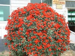 藤本月季新秀品种大揭秘