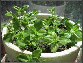 阴性湿生植物的根系特点