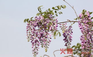 杭州紫藤花的叶子与花朵的秘密