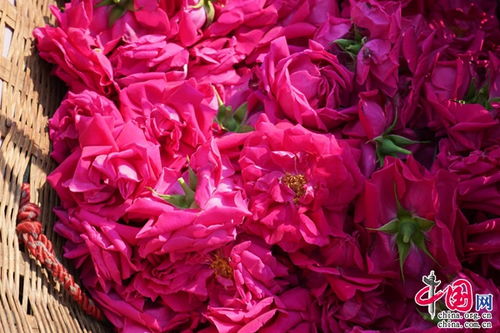 选购玫瑰花的那些事儿