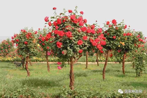城市绿化隔离带及主干道两侧行道，月季花开，美不胜收！