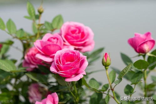 月季花开花季节探秘