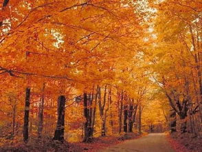 北京气候适宜种植多种枫树品种