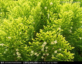 塔柏的生长习性探秘