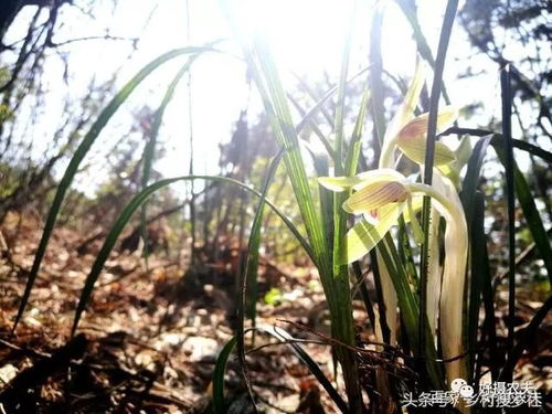 施肥的注意事项