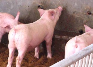 如何根据乳猪生长阶段自配乳猪料，具体配方和操作步骤是怎样的？