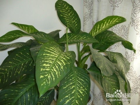植物灰尘怎么清理？用湿布擦拭还是喷水冲洗