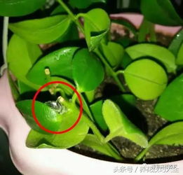 2. 连花清瘟颗粒
