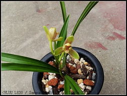 光照不足， 兰花就蔫了