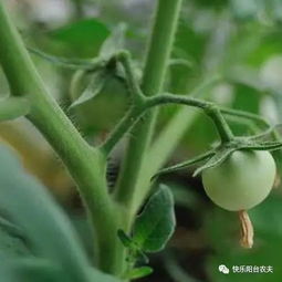 盆栽橘子多结果，秘诀是什么