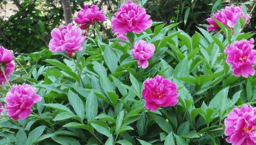 去年买牡丹苗的惨痛经历