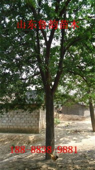 打好根基， 树坑加水和生根液搅拌成泥浆