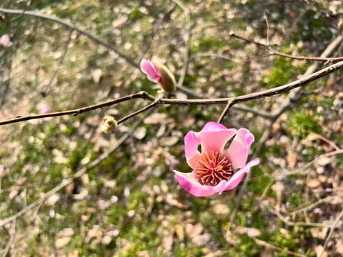 一、 白玉兰的辨认