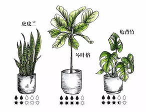 绿植养护计划表格：光照条件与浇水频率的微妙关系