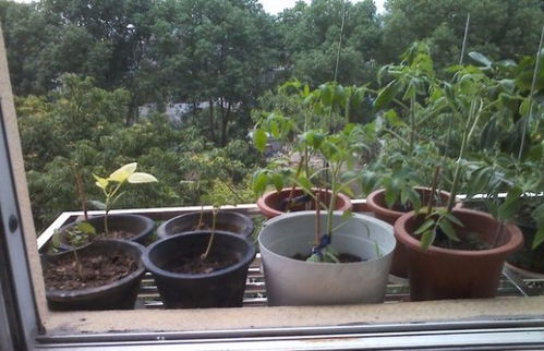 6月种菜指南：夏季适宜种植与高效管理技巧