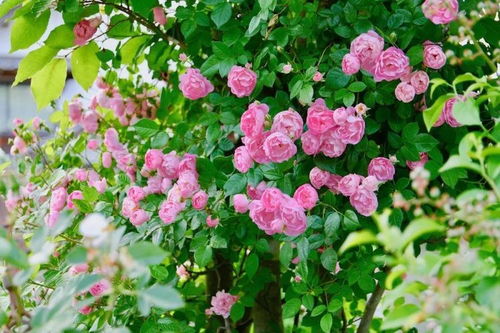 阳台上种的心月季，四季开花的秘密大揭秘！