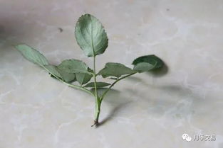 硬枝扦插， 这名字听着就带劲
