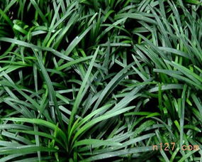 玉龙草需要修剪吗