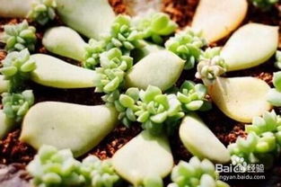 叶插经验， 分享给大家