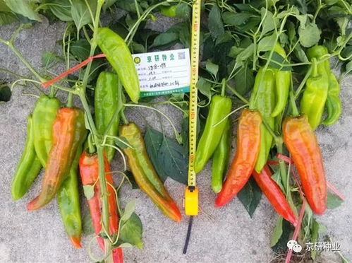 茄子辣椒与百菌清：一场蔬菜与杀菌剂的对话