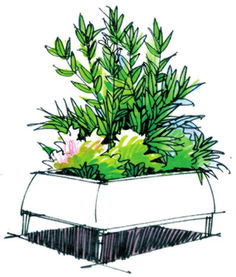 三、 灌木：园林中的花束