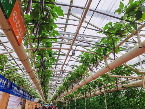 打造生态有机猪舍，引领绿色养殖潮流