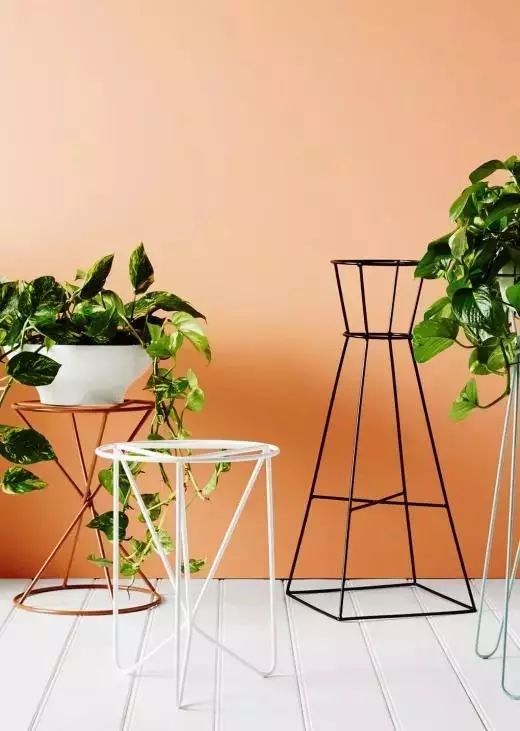 瑜伽馆花卉推荐：清新香氛，净化空气，提升氛围