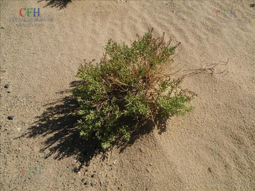 戈壁藜：独特荒漠植物