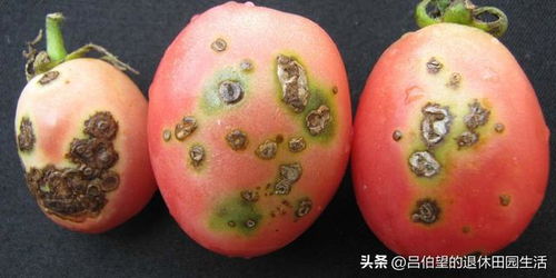 感染表现：大豆植株如何发出求救信号？